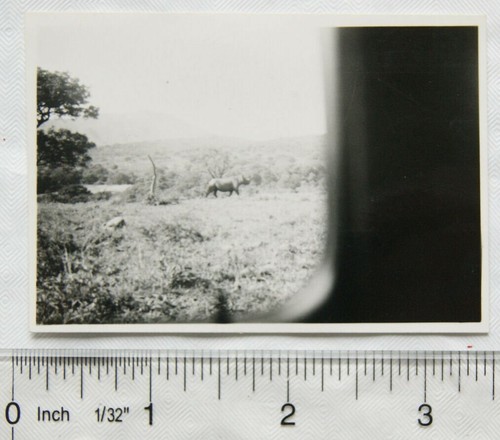 Original photo the rhino - original,